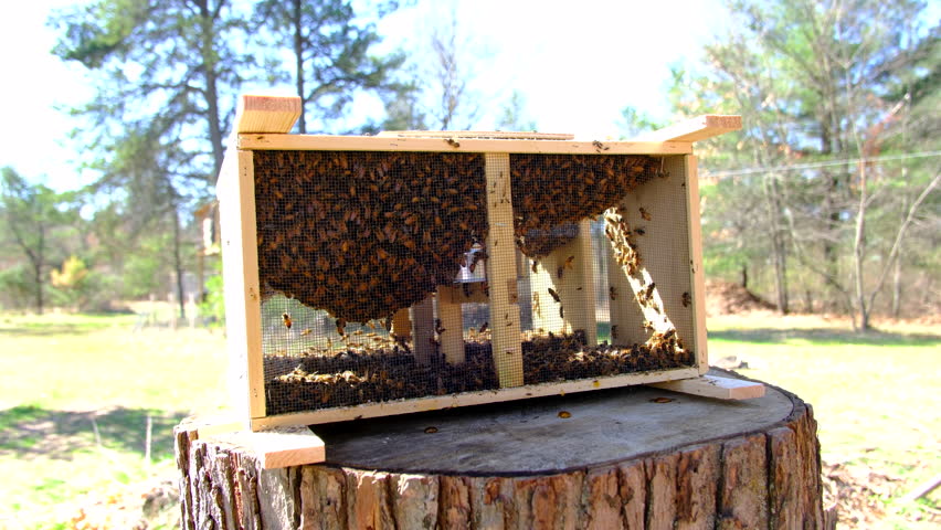 Whole family of honey bees swarming in delivery cage or meshed box placed on tree stump in sunny warm place before being transferred into new beehive