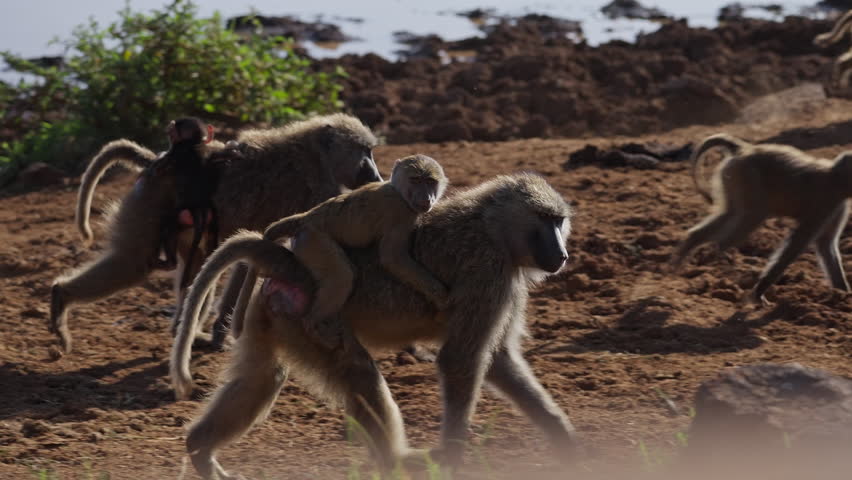 Baboons with cubs in Africa
