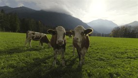 Two young brown and white cows are curiously looking into the camera on an eco-friendly farm in Alps. Surrounded by green pastures and mountains, they represent peaceful, organic farming lifestyle.  - Powered by Shutterstock - Get 15% off with code: PIKWIZARD15