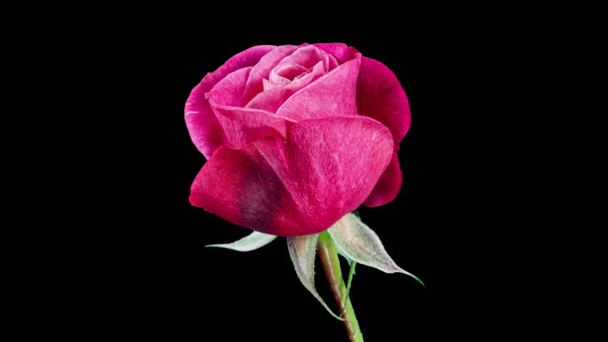 Timelapse of Red Rose Growing Blossom From Bud to Big Flower on Black Background with Alpha Matte Channel