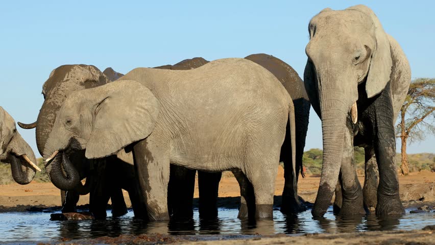 Herd of African elephants (Loxodonta africana) drinking water at a waterhole, Botswana