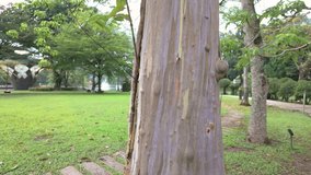 Colorful trunk of the Rainbow Eucalyptus tree. - Powered by Shutterstock - Get 15% off with code: PIKWIZARD15