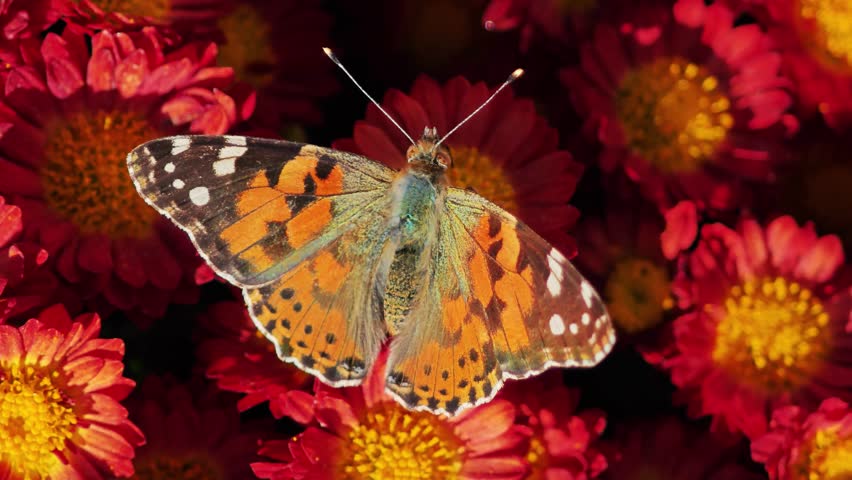 Butterfly on red flowers, showcasing vibrant colors and delicate wings.