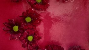 Red chrysanthine flowers float in the water. Droplets of rain fall on the chrysanthemum blooms in the water. Dark red chrysanthemum flowers on red background. The concept of wellness, spa, relaxation - Powered by Shutterstock - Get 15% off with code: PIKWIZARD15