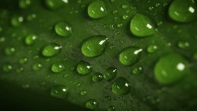 leaf, dewdrops, dew, water, nature, morning, fresh, droplets, plant, green, outdoor, flora, closeup, natural, rain, freshness, forest, ecosystem, spring, wet, wetness, closeupshot, nature. - Powered by Shutterstock - Get 15% off with code: PIKWIZARD15