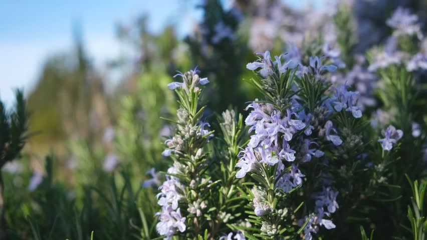 Rosemary blooms in close-up. Pale purple flowers bloomed in the park. Fragrant seasoning is a flower bed decoration. Floral natural background in the sunlight. Soft selective focus. blurred background