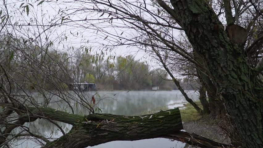 Sawed off tree on a damp shore of lake on foggy autumn morning