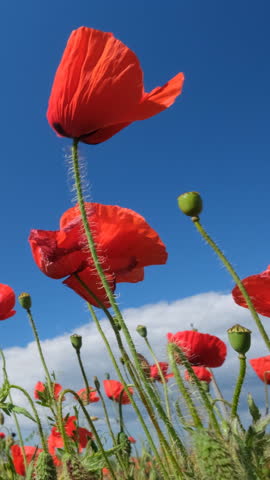 Red poppies and blue sky. Summer poppy field. Vertical video