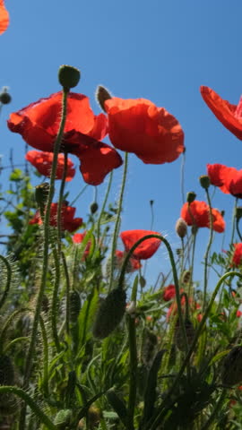 Red poppies and blue sky. Summer poppy field. Vertical video