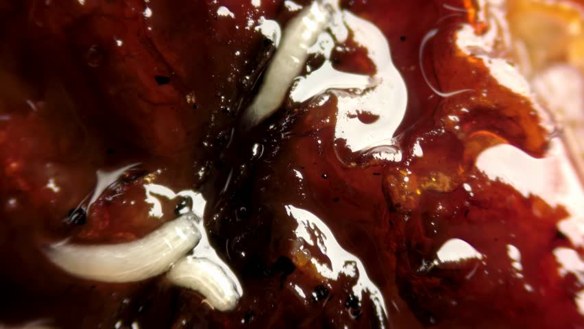 Fly larvae eating meat super macro footage. Rotting spoiled meat. Meat fly larvae. Decomposition process putrefaction. White worms insects background. Bad odor concept.	