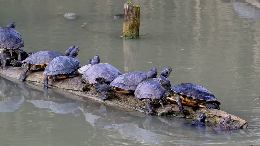 Yellow-bellied slider and red-eared terrapins sunning on floating tree trunk in pond, land and water turtle native to the southeastern United States