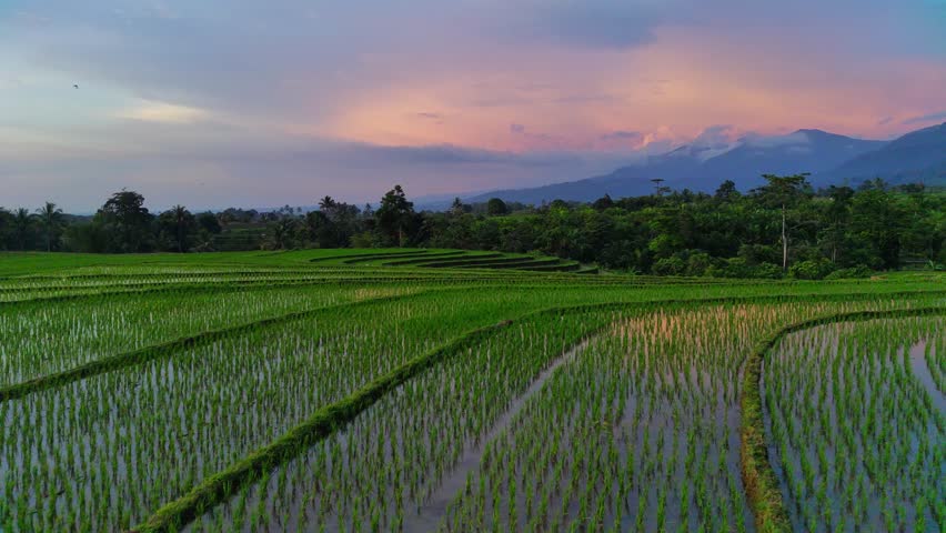 beautiful morning view indonesia panorama landscape paddy fields with beauty color and sky natural light