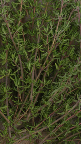 Freshly picked thyme sprigs from the organic herb garden. Vertical video.
