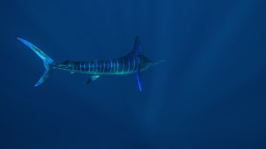 In slow motion, a marlin (Istiophoridae) swims close to the camera, losing its stripes and folding its dorsal fin, signaling the end of its hunt. Check my portfolio for more marlin footage.