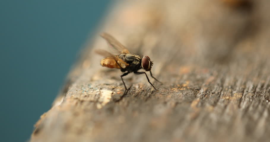 House Fly on a Fishing Boat Macro Shot