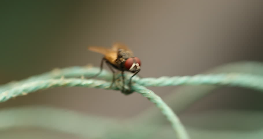 House Fly on a Fishing Boat Macro Shot
