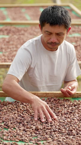 Indonesian cacao farmer drying fermented cocoa beans on racks, post-harvest processing
