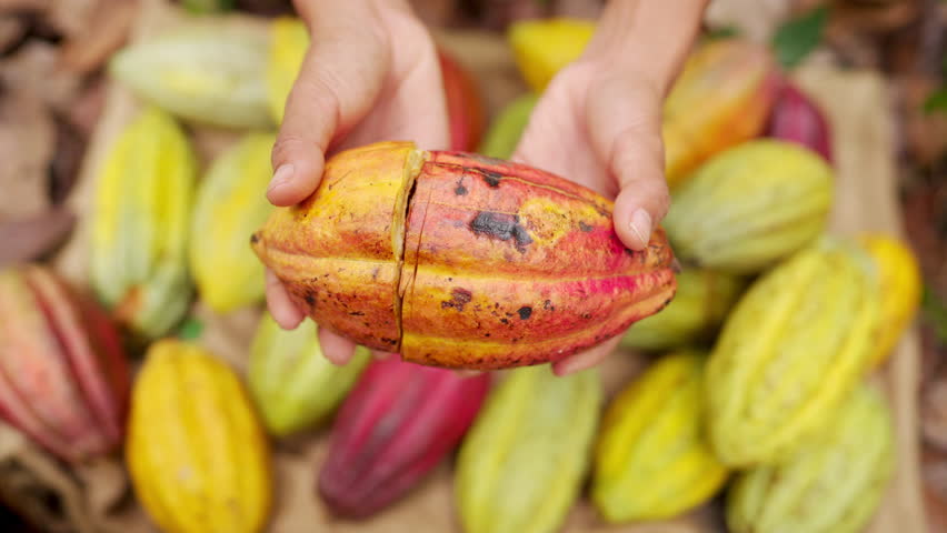 farmer opening harvested pod exposing the beans or cocoa seeds and white pulp on farm
