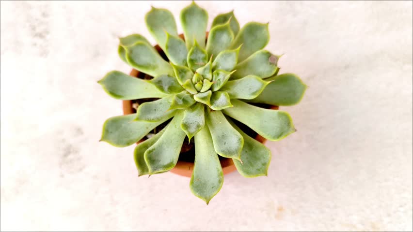 Encheveria Succulents In Terra Cotta Pot 