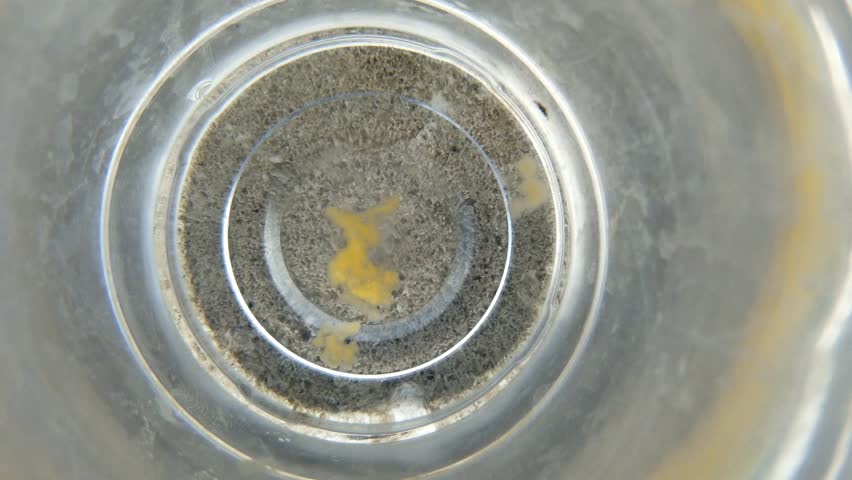 Algae grows in gallons of water because it is exposed to sunlight