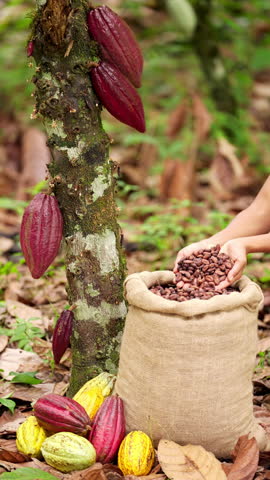 Farmer's hands pouring dried cocoa beans into a burlap sack placed beside a cacao tree, yellow and red harvested pod on the ground
