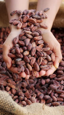 raw cocoa beans falling in slow motion on a farmer's hands into a burlap sack, dried and fermented cacao
