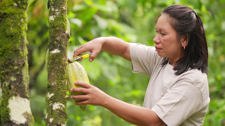 Southeast asian woman farmer in a cacao farm harvesting pods from a tree using pruning shears, agricultural work