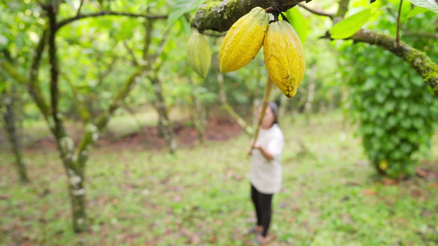 Woman adult farmer harvesting yellow cacao pods on cocoa farm using a long pole tool with knife, sustainable farming
