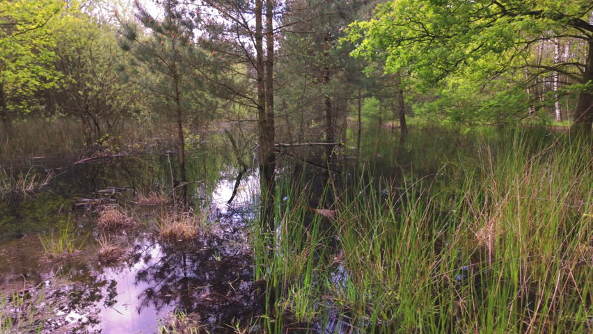 A peaceful and tranquil marsh scene featuring trees and lush green foliage beautifully reflected in the still water
