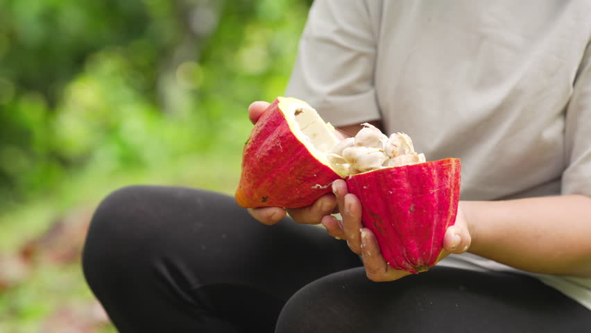 Woman farmer opening a ripe red cacao pod with a knife or machete for harvesting the beans, tropical agriculture