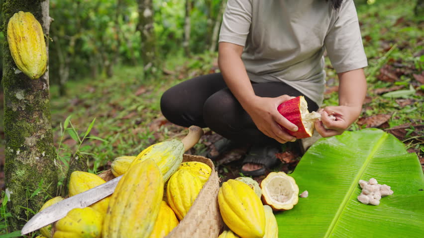 Woman farmer opening cacao pods with a machete and harvesting white cocoa beans on farm, traditional agriculture