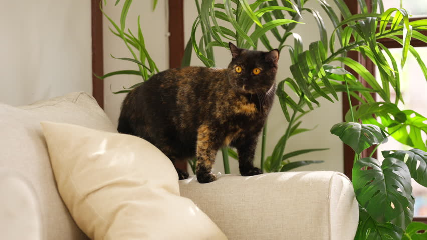 Happy domestic feline pet cat relaxing in living room. Female black tortie color British Shorthair breed indoor cat playing on sofa. Adorable black kitten cat living with human owner family at home.