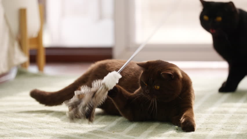 4K Domestic feline pet cat playing in living room. Group of Happy British Shorthair breed indoor cat playing cat toy feather wand together with human owner. Cute kitten cat living with family at home.