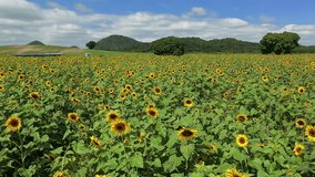 aerial rotating view of cultivated sunflower field, drone high angle shot - Powered by Shutterstock - Get 15% off with code: PIKWIZARD15