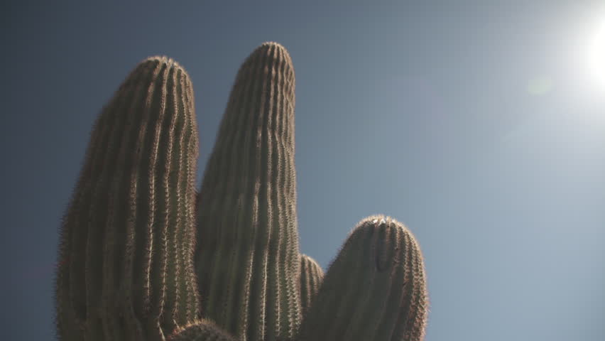 Large cactus in the desert of Arizona
