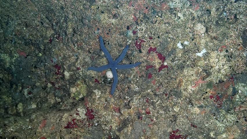 Explore the beauty of the Blue Starfish Linckia laevigata with its five rays blending into colorful coral reefs, showcasing ocean biodiversity and vibrant marine life in a memorable adventure