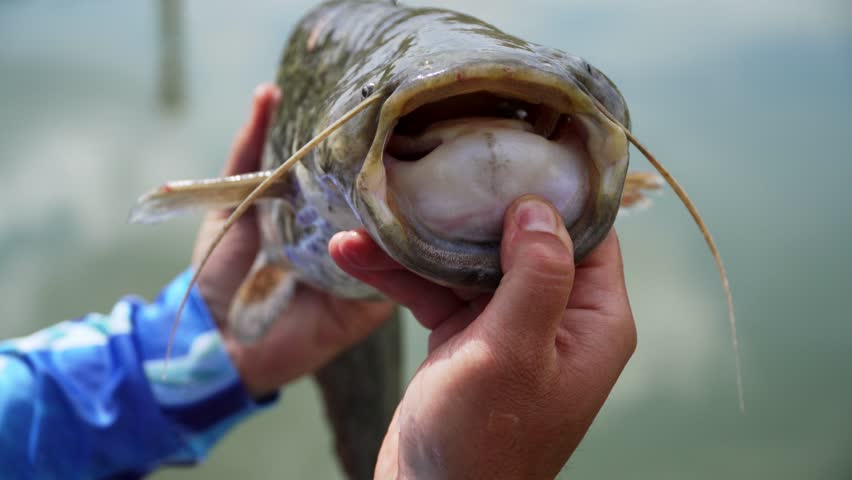 Close up view of huge catfish with open mouth as man