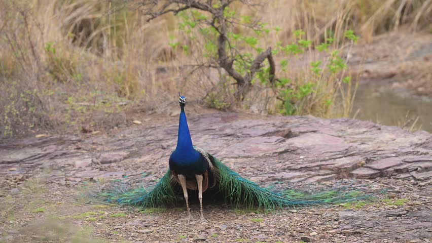 full shot of Indian peafowl or Pavo cristatus or male peacock with colorful wings open head on with eye contact in winter season safari ranthambore national park forest tiger reserve rajasthan india