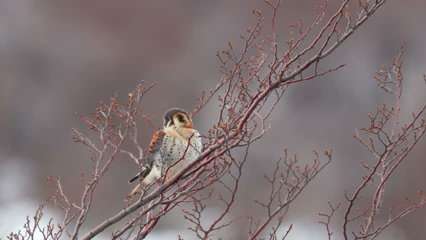 American kestrel, Falco sparverius, perching on a tree top in southern Patagonia.