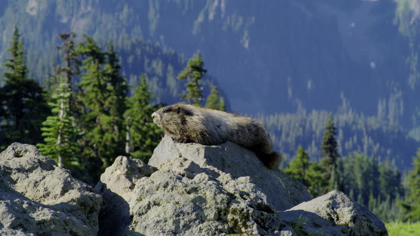 The yellow-bellied marmot, a plump burrowing rodent found mostly in eastern Oregon
