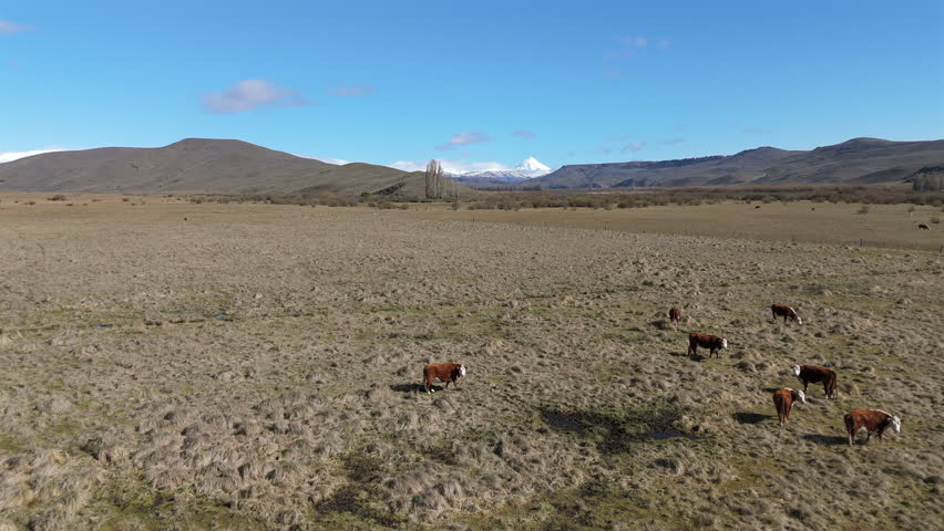 Drone flight over a field, meadow with a small river and cows standing and grassing, mountains in the bakcground, blue sky, copy space
