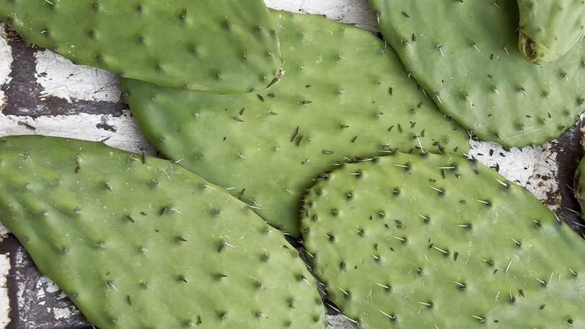 Cut leaves of Mexican prickly pear cactus with spikes