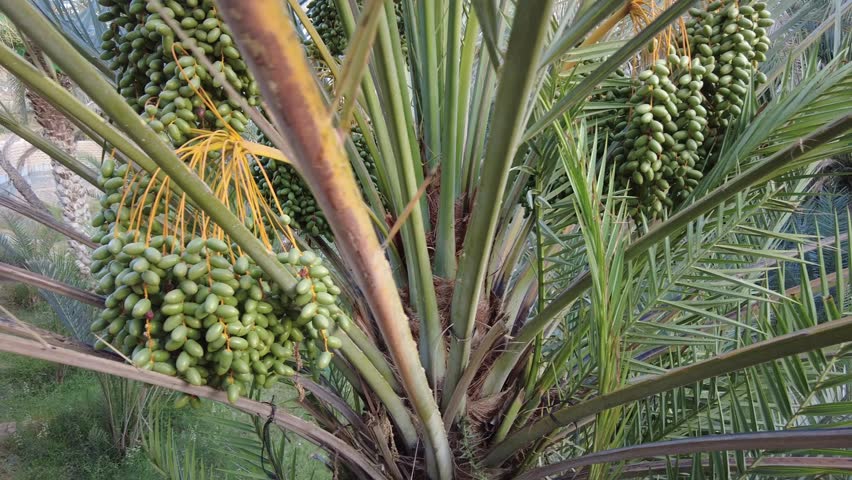 Date palm trees with fruits in the oasis in Al Ain, closeup orbit shot