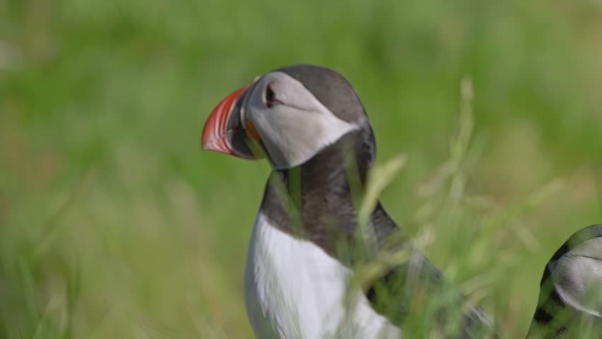 Adult wild puffin opens its beak wide
