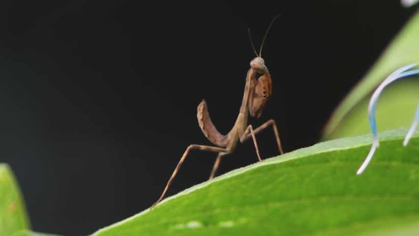 Mantis With It's Raptorial Legs Folded on a Huge Leaf 1080
