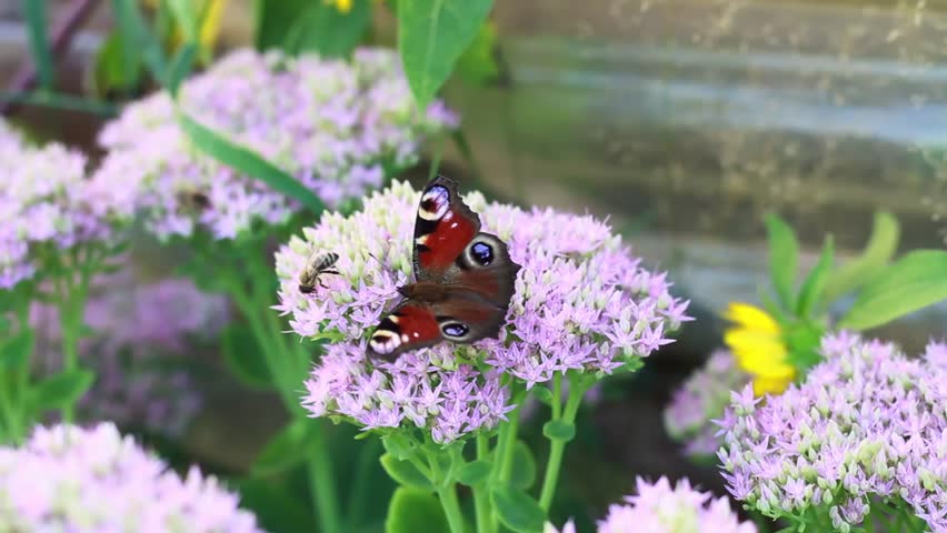 butterfly on flower with colorful pattern in a garden