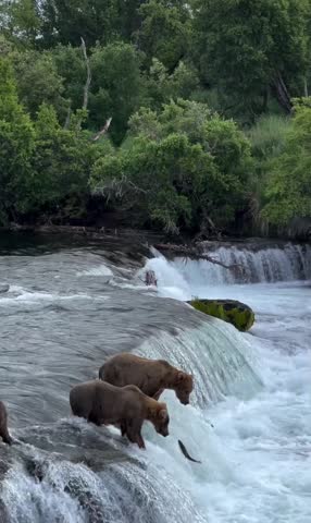Beautiful two bear fishing and fish eating Rare video.amazing wild bears are fishing and eating it's looks beautiful with nature and animals 