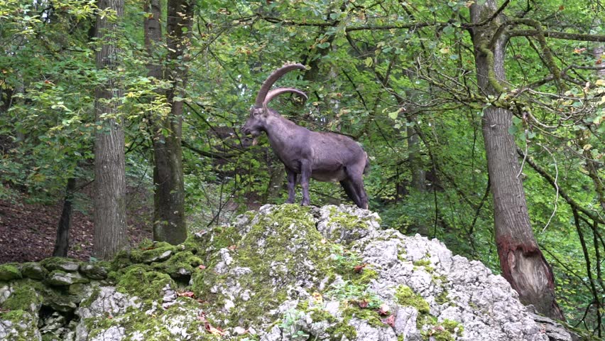 European ibex (Capra ibex) standing on rock in forest