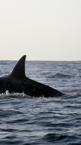 Tourist boat watch killer whales or orca whales, Hokkaido, Japan. Orca hunting whales. Unique shot og giant wild orca in natural habitat dive deep into ocean showing fin. South Africa. Wild mammals.