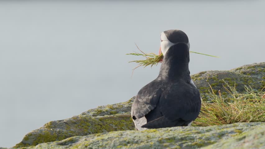 Elliston Puffin Viewing Site, Newfoundland, Canada. Summer 2024